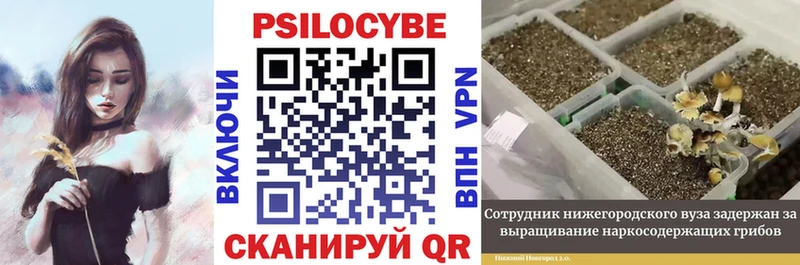 Купить  Красный Сулин  Псилоцибиновые грибы Cubensis 